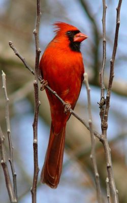 Vertical Cardinal