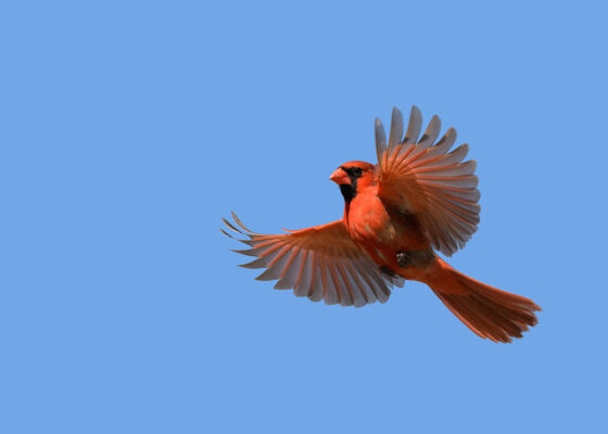 Bright Red Male Northern Cardinal In Flight Against Clear Blue S